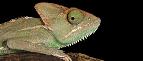 Do reptiles have ears? BBC Science Focus Magazine