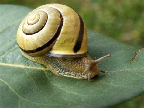 Do you eat snails? | Piglet in France