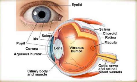 Do You Know All Eye Parts?   ProProfs Quiz