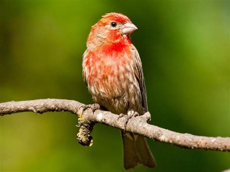 Do you know how House Finches, the bird with red chest, became one of ...