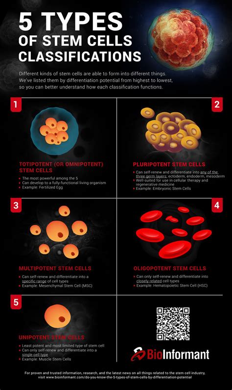 Do You Know the 5 Types of Stem Cells? | BioInformant
