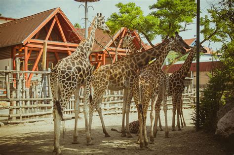 Do Zoos Do More Harm Than Good? Here are the Pros and Cons
