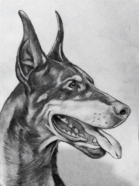 Doberman pencil drawing  With images  | Dog drawing, Dog ...