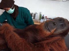 Doc Operates on Rescued Orangutan Shot by Poachers in ...