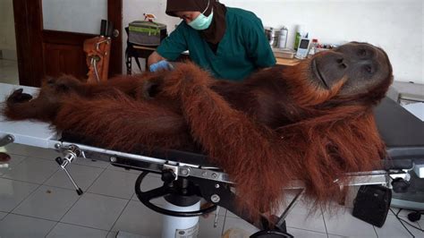 Doc Operates on Rescued Orangutan Shot by Poachers in ...