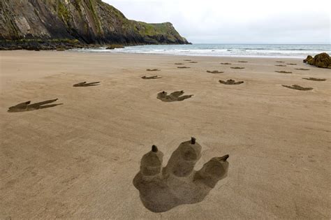Docenas de ENORMES  rastros de T rex  aparecen en una playa británica ...