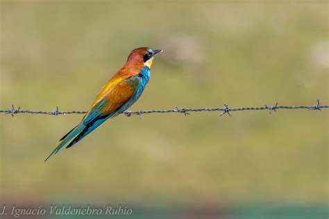DocNatureBlog: El pájaro más colorido de nuestro entorno. Abejaruco ...