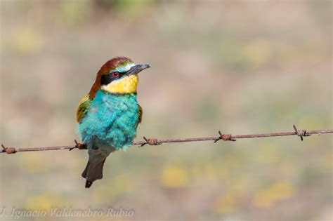 DocNatureBlog: El pájaro más colorido de nuestro entorno ...