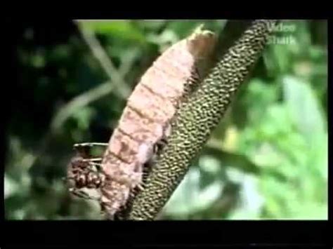 Documental de Animales Depredadores  Las Hormigas ...