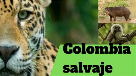 Documentales interesantes  ANIMALES SALVAJES COLOMBIA SALVAJE ...