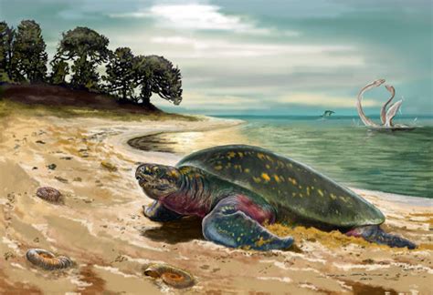 Documentalium: Archelon, la gigantesca tortuga prehistórica