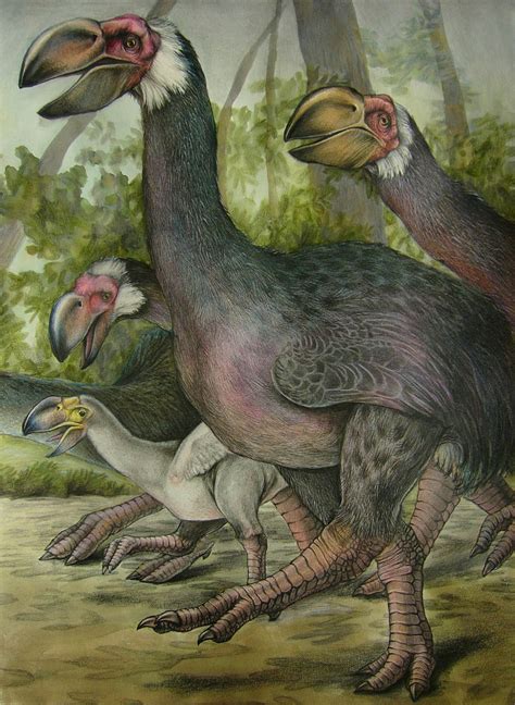 Documentalium: Gigantescas aves extintas