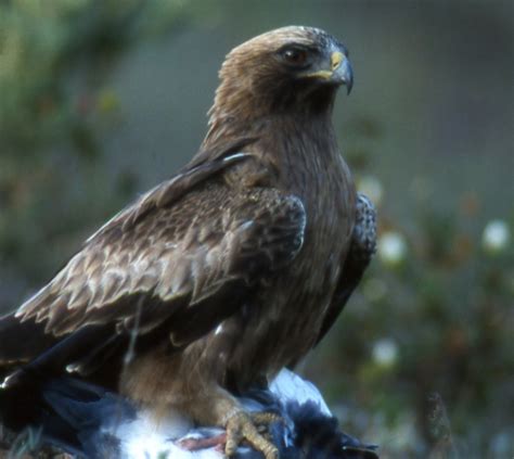 docunaturafotos: Aguila calzada   fase oscura