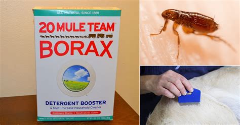 Does Borax Kill Fleas | How to Get Rid of Fleas   Hello Lidy