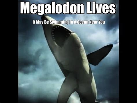 Does Megalodon Still Live In The Worlds Oceans   YouTube