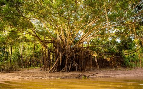 Does the Amazon River Run Through Brazil? | Rainforest Cruises
