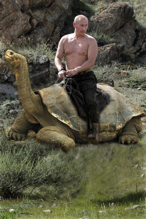Does Vladimir Putin really wrestle with Bears?   Quora