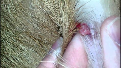 Dog Lipoma, Fatty Tumors, and Cysts  With Pictures  | Skin ...