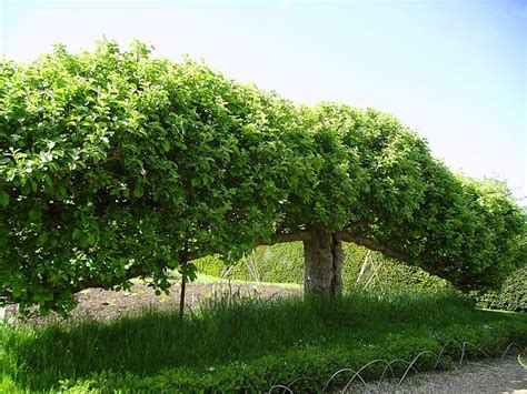dogwood espalier   Google Search | Espalier fruit trees, Cloud pruning ...