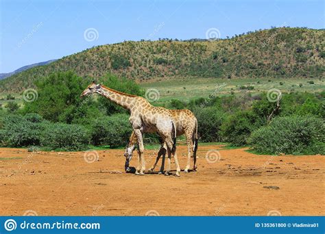 Dois Giraffas Na Paisagem Africana Com Montes E Solo ...
