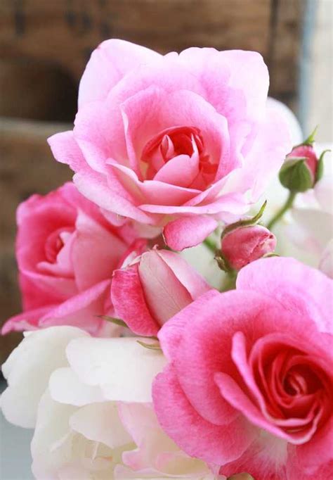 Dolce Prugne: hermosas rosas para compartir