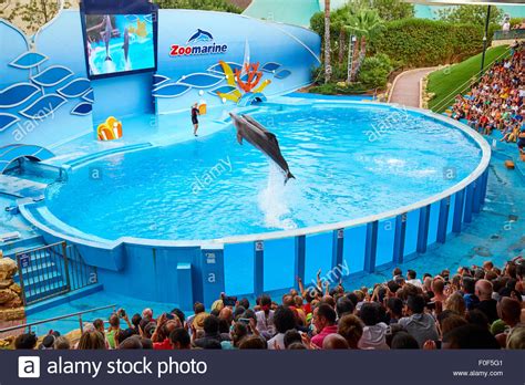 Dolphin Show At The Zoomarine Theme Park Guia Algarve ...