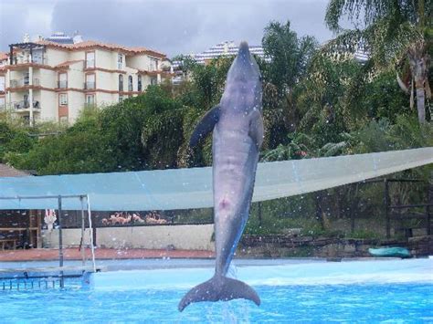 Dolphin show   Picture of Bioparc Fuengirola, Fuengirola ...