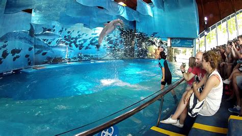 Dolphinarium Barcelona Zoo   Full Show   YouTube