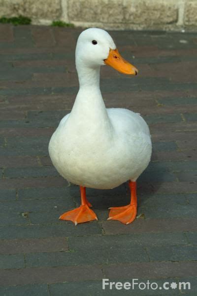 Domestic duck. Duck is the common name for a large number ...