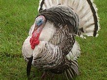Domestic turkey   Wikipedia