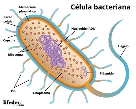 Dominio Bacteria: características, tipos, funciones, ejemplos | Celulas ...