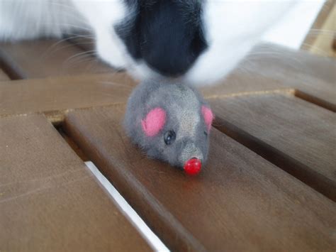 Donde caben dos: De ratones y gatos  Ya se ven los vídeos!