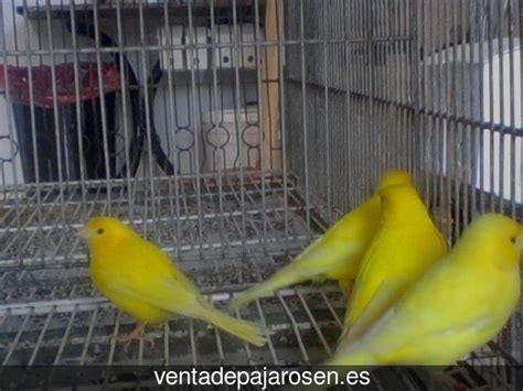 ¿Dónde comprar pajaros y canarios en Canillas de Albaida?