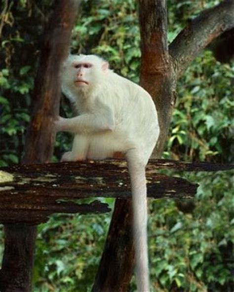 ¿Dónde puedo comprar un mono blanco  estilo radiación ? serio    ForoCoches