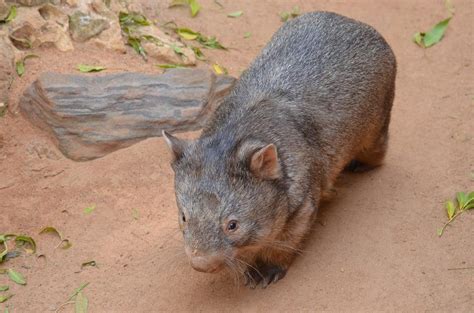 Dónde ver animales en Australia   ¡Los mejores lugares!