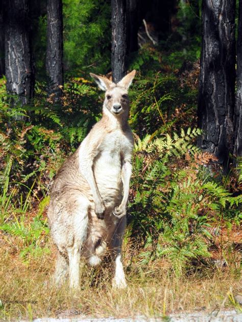 Dónde ver animales en Australia   Nunca sin viaje