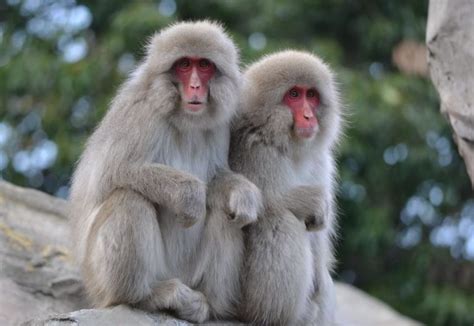 Dónde Ver Monos Salvajes en Japón ⇒ 【7 Lugares】 ️
