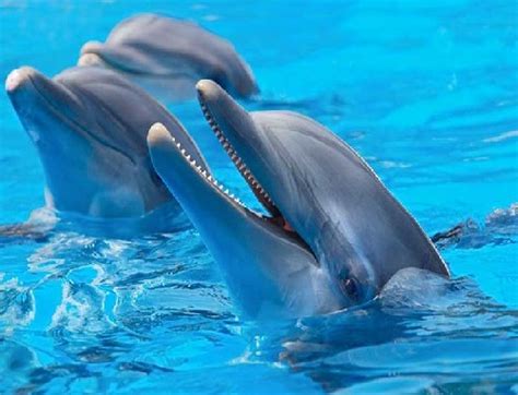 donde vive el delfin nariz de botella | CuantoViven.com