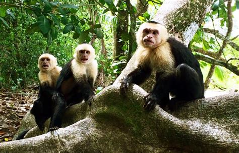 Dónde vive el mono cariblanco – Sooluciona