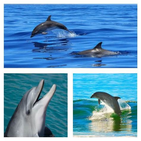 ¿Dónde viven los Delfines?   Hábitat del Delfín