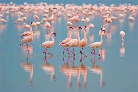 Donde viven los flamencos, preciosas aves de bello color