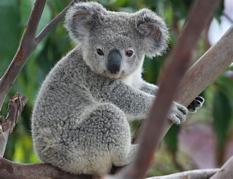 Donde Viven Los Koalas?   Que Comen, Como Nacen