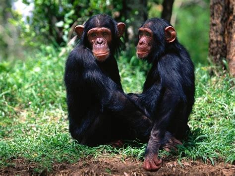 Donde Viven Los Monos?   Que Comen, Como Nacen