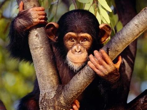 Donde Viven Los Monos?   Que Comen, Como Nacen
