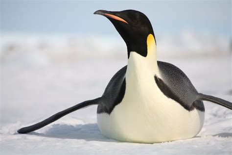 ¿Dónde viven los pingüinos emperador?   Cuanto viven los ...