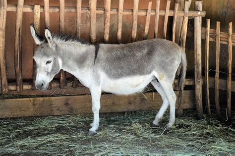 Donkey Animal Farm · Free photo on Pixabay