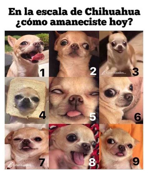 dopl3r.com   Memes   En la escala de Chihuahua cómo amaneciste hoy? 3 1 ...