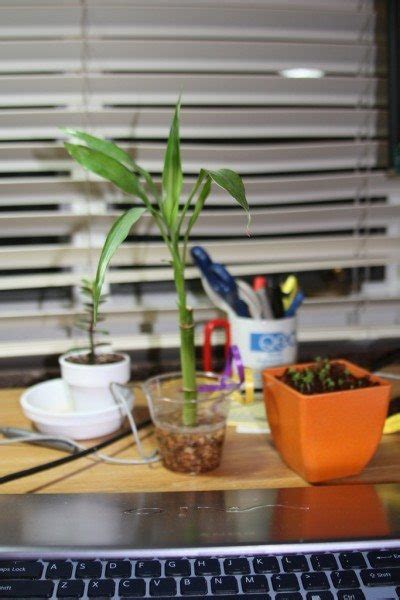 Dorm Room Plants   How To Choose Plants For Your Dorm Room ...