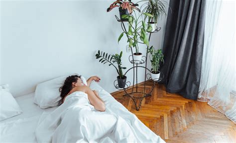 Dormir en una habitación con plantas, ¿bueno o malo para ...