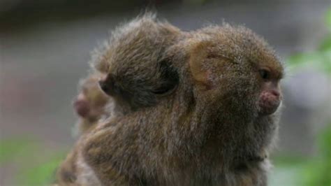 Dos crías de mono tití pigmeo conquistan el zoo de Chester Telecinco